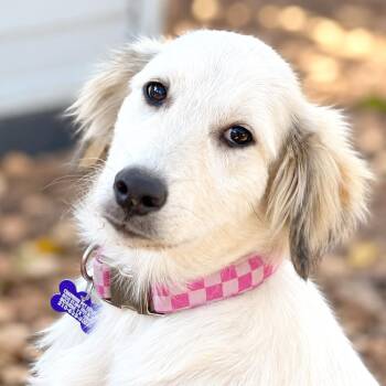 Misty -  Great Pyrenees and Retriever Dog for Adoption in Boerne, Texas - Misty | PetCurious