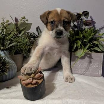 Country -  Mixed Breed Dog for Adoption in Midland, Texas - Country | PetCurious