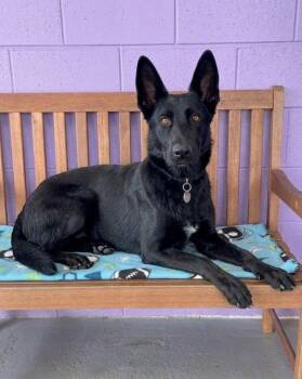 **GRACIE** -  Shepherd Dog for Adoption in North Prairie, Wisconsin - **GRACIE** | PetCurious