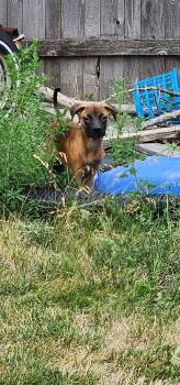 Backpack -  Mixed Breed Dog for Adoption in Fort Collins, Colorado - Backpack | PetCurious