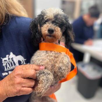 Jana -  Poodle Dog for Adoption in Campton Hills, Illinois - Jana | PetCurious