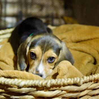 Ace -  Beagle Dog for Adoption in Riverside, California - Ace | PetCurious
