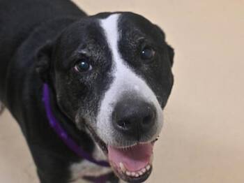 Georgia -  Labrador Retriever and Pit Bull Terrier Dog for Adoption in Portland, Oregon - Georgia | PetCurious