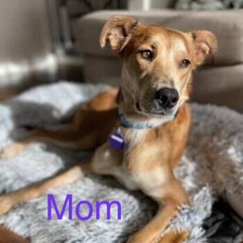 Yoshi -  Shepherd and Mixed Breed Dog for Adoption in San Francisco, California - Yoshi | PetCurious
