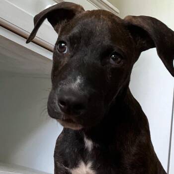 Whippet Dogs Available for Adoption - Maverick | PetCurious