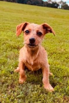 TINI -  Yorkshire Terrier and Terrier Dog for Adoption in Lexington, Tennessee - TINI | PetCurious