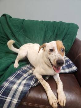 LAWRENCE -  Australian Cattle Dog Blue Heeler and Mixed Breed Dog for Adoption in Lexington, Tennessee - LAWRENCE | PetCurious