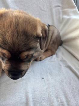 Juan -  German Shepherd Dog and Labrador Retriever Dog for Adoption in Liverpool, Texas - Juan | PetCurious