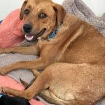 Thea -  Mixed Breed Dog for Adoption in Tulsa, Oklahoma - Thea | PetCurious