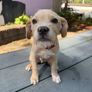 Guava -  French Bulldog and Mixed Breed Dog for Adoption in Madison, Wisconsin - Guava | PetCurious