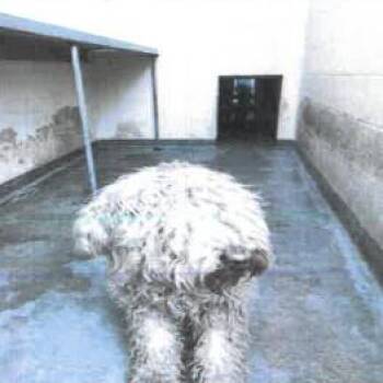 Poodle Dogs Available for Adoption - Catherine A2252543 | PetCurious