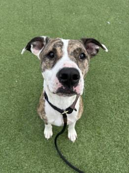 Rescue Pit Bull Terrier Dogs for Adoption in Cleveland, Ohio - Indigo | PetCurious