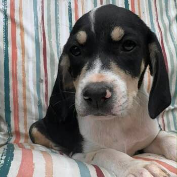 Mixed Breed Dogs Available for Adoption in Austin, Texas - Cash | PetCurious