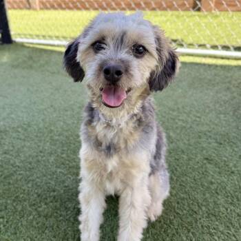 CookieDough -  Terrier and Mixed Breed Dog for Adoption in Hawthorne, California - CookieDough | PetCurious