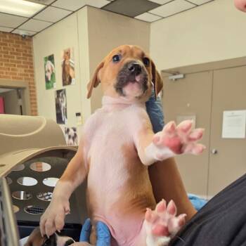 Kanga -  Terrier Dog for Adoption in Birmingham, Alabama - Kanga | PetCurious