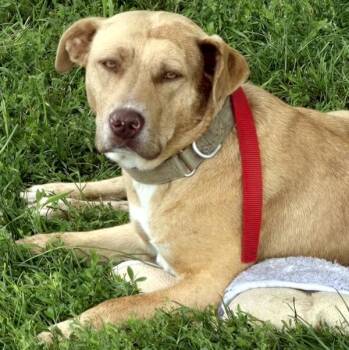 Thelma -- Bonded Buddy With Louise -  Australian Cattle Dog Blue Heeler Dog for Adoption in Des Moines, Iowa - Thelma -- Bonded Buddy With Louise | PetCurious