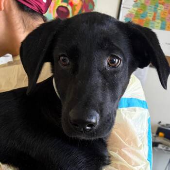 Tonka -  Black Labrador Retriever Dog for Adoption in Nashville, Tennessee - Tonka | PetCurious