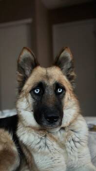 Kalina -  German Shepherd Dog and Husky Dog Available for Adoption in Sammamish, Washington - Kalina | PetCurious