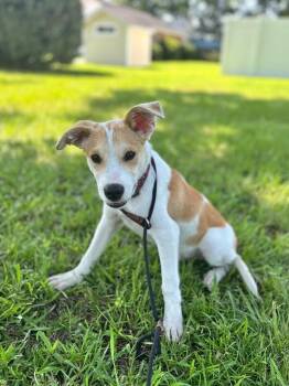 Tyler -  Labrador Retriever and Hound Dog for Adoption in Aiken, South Carolina - Tyler | PetCurious