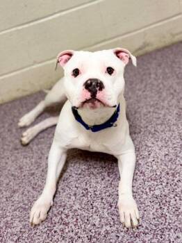 Mixed Breed Dogs Available for Adoption - Brody | PetCurious