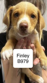 Shih Tzu and Terrier Dogs Available for Adoption in Morganton, North Carolina - Finley | PetCurious