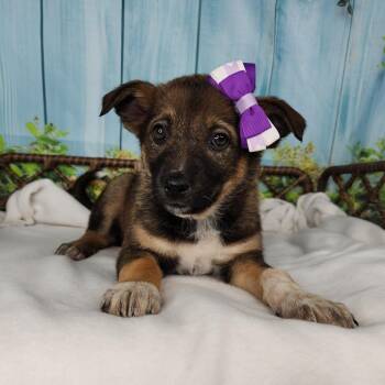 Shepherd Dogs Available for Adoption in Fort Wayne, Indiana - Zinnia | PetCurious