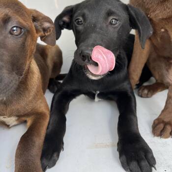 Belgian Shepherd Malinois Dogs Available for Adoption in Beaumont, Texas - Rowan | PetCurious