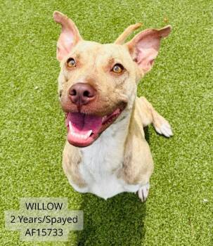 Willow -  Pit Bull Terrier and Mixed Breed Dog for Adoption - Willow | PetCurious