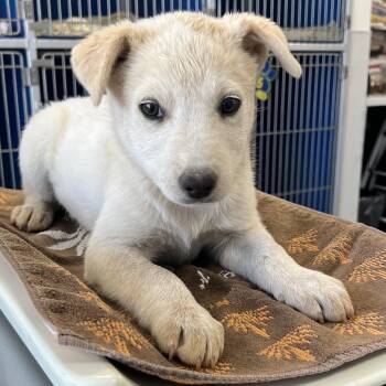 108247 -  Mixed Breed Dog for Adoption in Las Cruces, New Mexico - 108247 | PetCurious