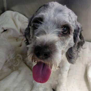 Thor -  Cockapoo Dog for Adoption in Philadelphia, Pennsylvania - Thor | PetCurious