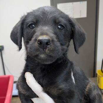 Xylophone -  Labrador Retriever and Mixed Breed Dog for Adoption in Cleveland, Mississippi - Xylophone | PetCurious