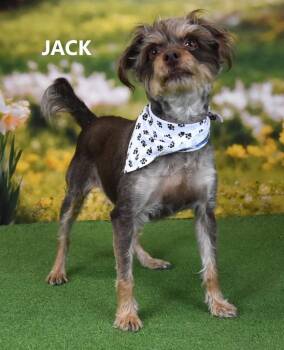 Terrier and Shepherd Dogs Available for Adoption in Gilbert, Arizona - Jackaroo | PetCurious