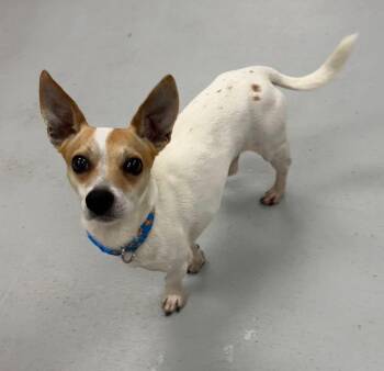 Fig -  Chihuahua Dog for Adoption in Penns Grove, New Jersey - Fig | PetCurious