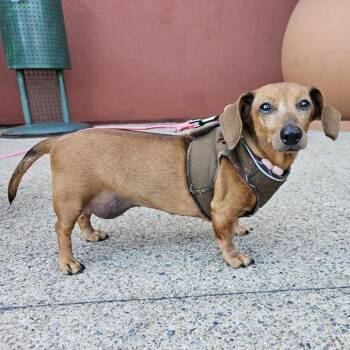 Peep -  Miniature Dachshund Dog for Adoption in Apple Valley, California - Peep | PetCurious