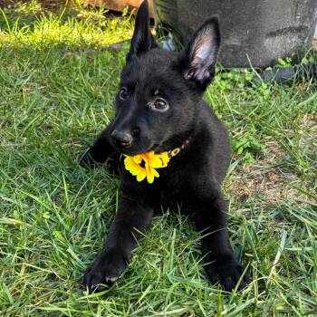 Rescue Australian Kelpie and Mixed Breed Dogs for Adoption in Oceanside, California - Mira | PetCurious