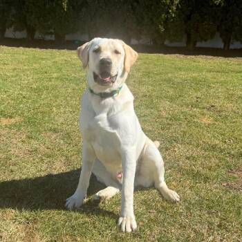 Yellow Labrador Retriever Dogs Available for Adoption - Murphy | PetCurious