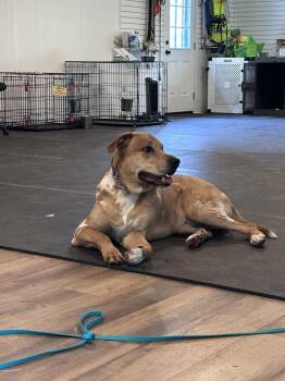 Catahoula Leopard Dog Dogs Available for Adoption in Bothell, Washington - Cowboy | PetCurious