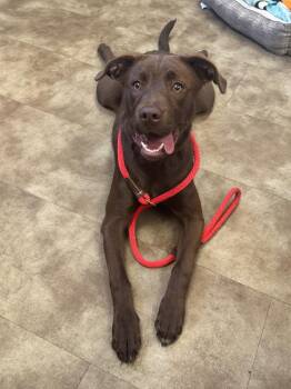 Lady Maple -  Chocolate Labrador Retriever Dog for Adoption in Springfield, Ohio - Lady Maple | PetCurious