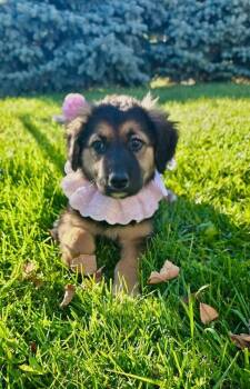 Rescue Shepherd Dogs for Adoption - Tookie | PetCurious