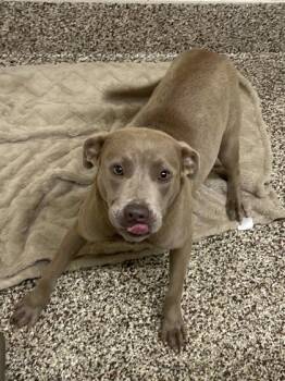 Lychee -  Pit Bull Terrier and Mixed Breed Dog for Adoption in Westland, Michigan - Lychee | PetCurious