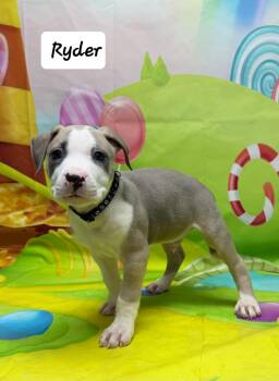 Boxer and Pit Bull Terrier Dogs Available for Adoption - Ryder | PetCurious