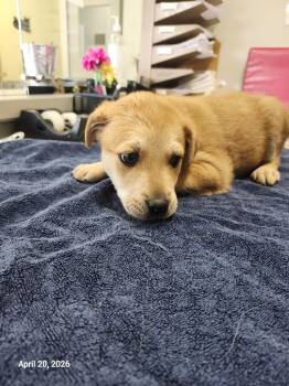Odyssey -  Mixed Breed Dog Available for Adoption in Sapulpa, Oklahoma - Odyssey | PetCurious