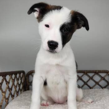 Loon -  Border Collie Dog for Adoption in Fort Wayne, Indiana - Loon | PetCurious