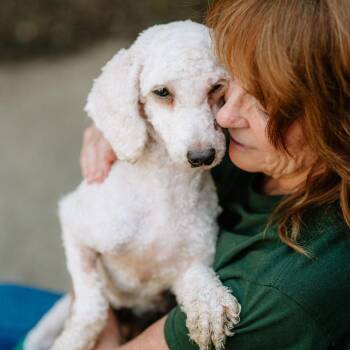 Penny Lane -  Poodle Dog for Adoption in Chester Springs, Pennsylvania - Penny Lane | PetCurious