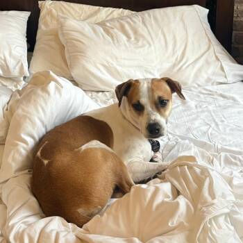 Miley -  Retriever Dog for Adoption in New York, New York - Miley | PetCurious
