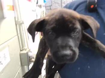 Pit Bull Terrier and Mixed Breed Dogs Available for Adoption in Tulsa, Oklahoma - MAYBELL | PetCurious