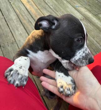 Aphrodite -  Pit Bull Terrier Dog for Adoption in Smithfield, North Carolina - Aphrodite | PetCurious