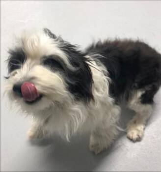 Shih Tzu and Poodle Dogs Available for Adoption - Cactus Kid | PetCurious