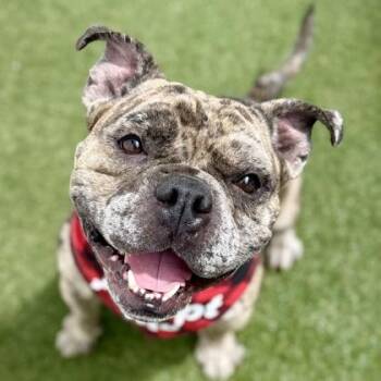 American Bulldog and Mixed Breed Dogs Available for Adoption in Largo, Florida - Muggs | PetCurious