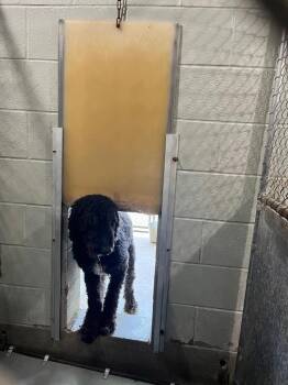 Rover -  Poodle Dog for Adoption in Hopkinsville, Kentucky - Rover | PetCurious